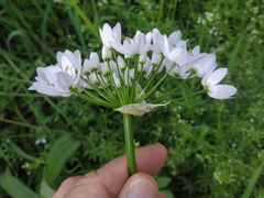 Allium neapolitanum