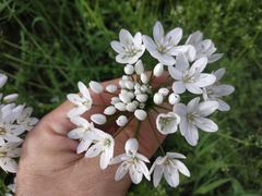 Allium neapolitanum