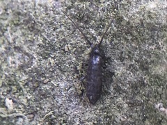 Collembola