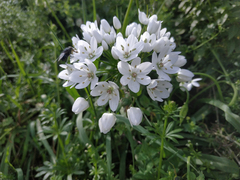 Allium neapolitanum