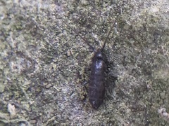 Collembola