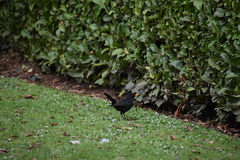 Turdus merula