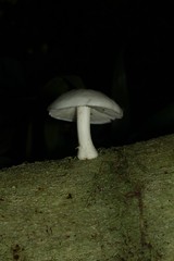 Mucidula