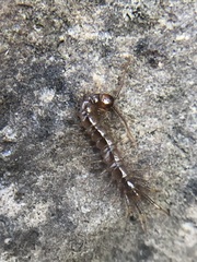 Chilopoda