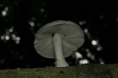 Mucidula
