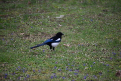Pica pica