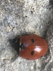 Coccinella septempunctata