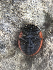 Coccinella septempunctata