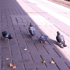 Columba livia domestica