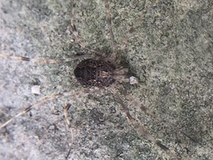 Rilaena triangularis