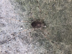 Rilaena triangularis