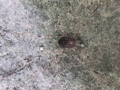 Rilaena triangularis