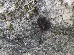 Rilaena triangularis