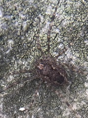 Rilaena triangularis