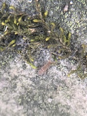 Collembola