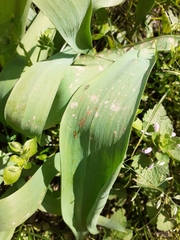 Allium ursinum