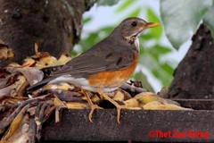 Turdus dissimilis