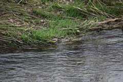 Motacilla cinerea