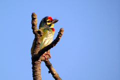Psilopogon haemacephalus