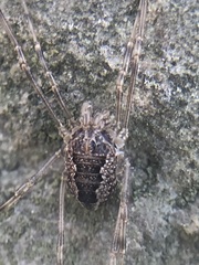 Rilaena triangularis