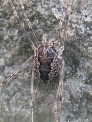 Rilaena triangularis