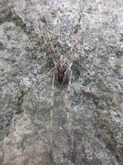 Rilaena triangularis