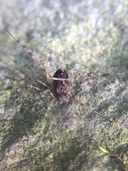 Rilaena triangularis