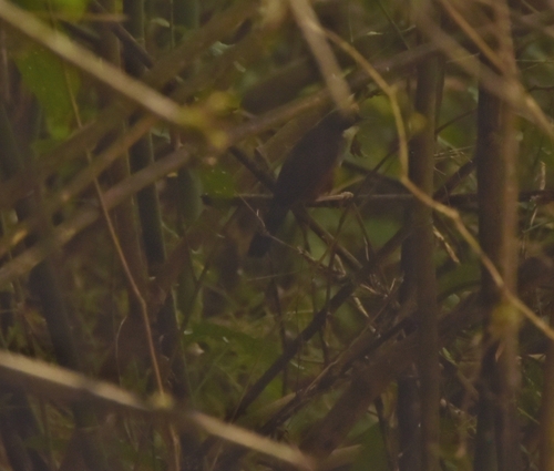 Wayanad Laughingthrush (Pterorhinus delesserti), photo 5