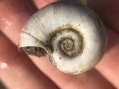 Planorbarius corneus