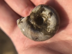 Planorbarius corneus