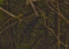 Pterorhinus delesserti