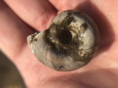 Planorbarius corneus