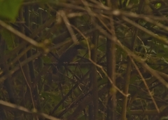 Pterorhinus delesserti