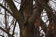 Certhia brachydactyla