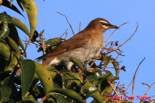 Grey-sided Thrush