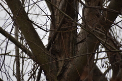 Certhia brachydactyla