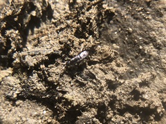 Collembola