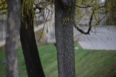 Certhia brachydactyla