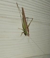 Conocephalus upoluensis