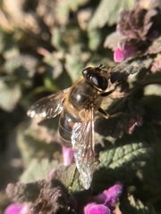 Eristalis tenax
