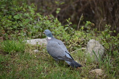 Columba palumbus