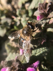Eristalis tenax