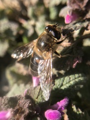 Eristalis tenax
