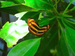 Pantoporia paraka
