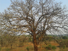 Madhuca longifolia latifolia
