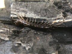 Chilopoda