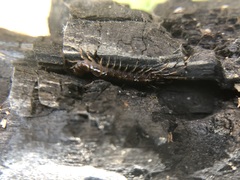 Chilopoda