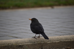 Turdus merula