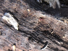 Arachnida