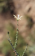 Wahlenbergia nodosa